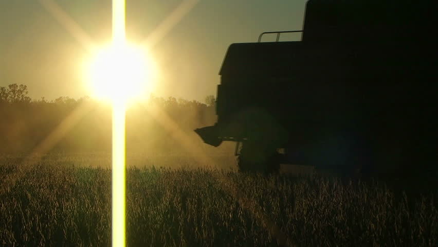 Farmer combining soybeans at sunset.