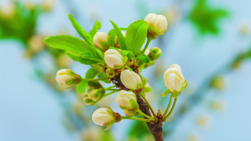 Time lapse video of a wild plum flower growing on a blue background/Wild plum flower blossoming