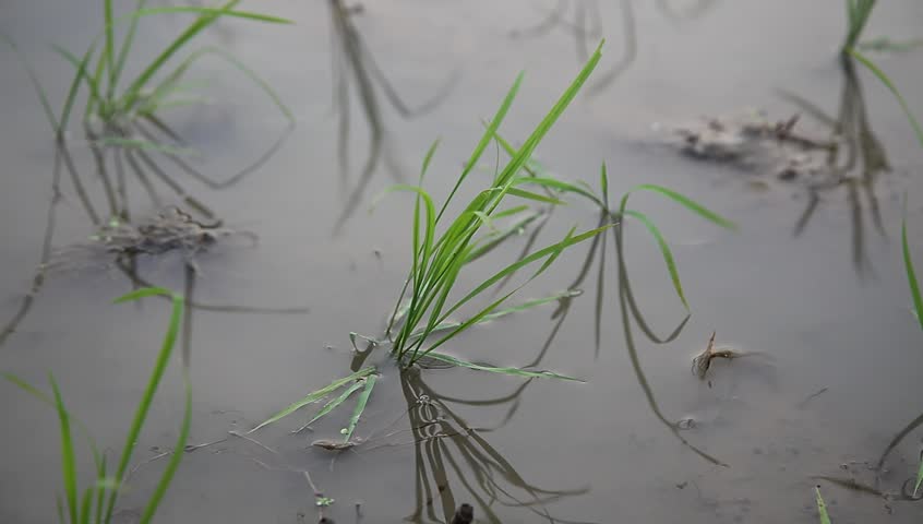 young rice sapling in the field near sunset