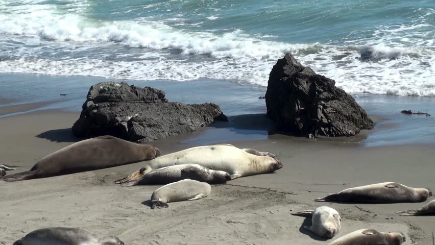Colony elephant seals (females & pups) on the California coast ( San Simeon)