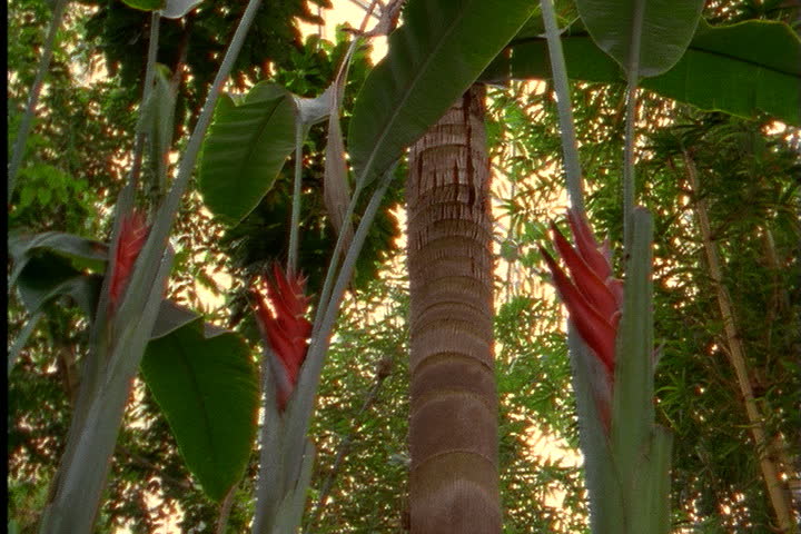 ST. LOUIS - CIRCA MARCH 2000: Low angle view of epiphyte ginger flowers and big green leaves, with geodesic dome above.