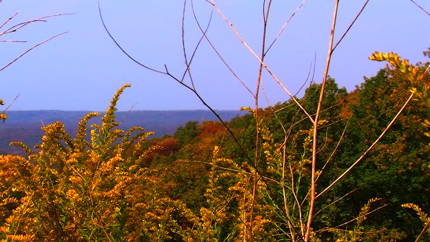 Wildflowers on a Mountaintop