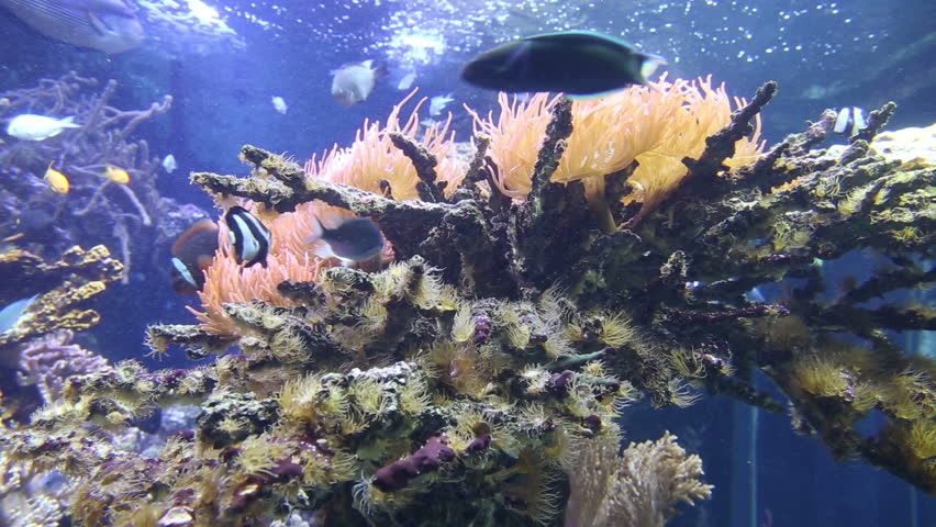 coral life underwater video 1080p