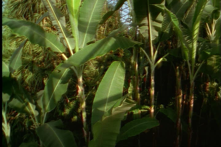 ST. LOUIS - CIRCA MARCH 2000: Tilt up huge green leaves of banana trees to geodesic dome roof.