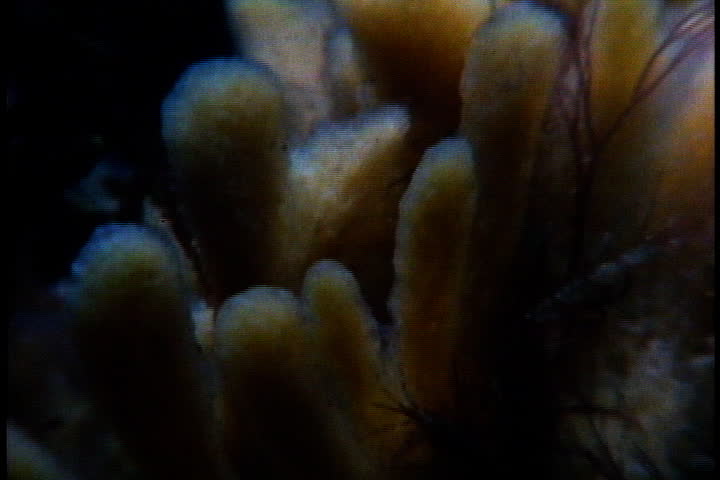 CAPE COD, MASSACHUSETTS - CIRCA OCTOBER 1980: Tiny skeleton shrimp living inside the folds of a sulfur sponge.
