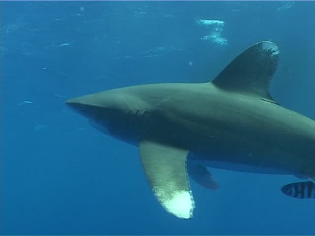 shark and remora