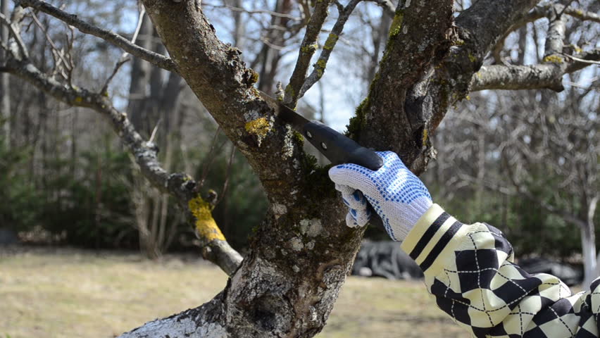 female woman hand cut prune lop trim fruit tree branch with hand saw in spring.