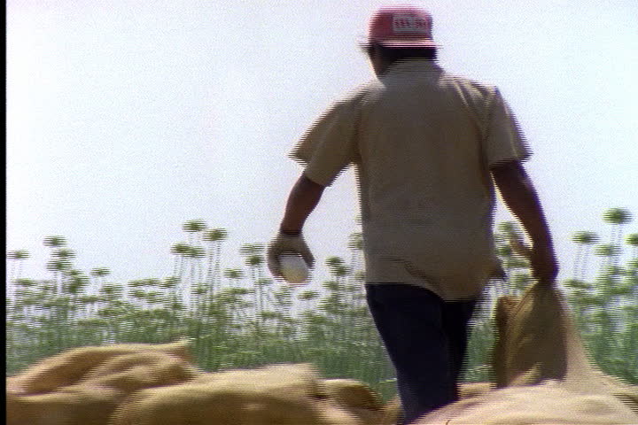 IMPERIAL VALLEY, CALIFORNIA - JUNE 03, 1996: Worker walks away carrying burlap sack of newly picked onions.