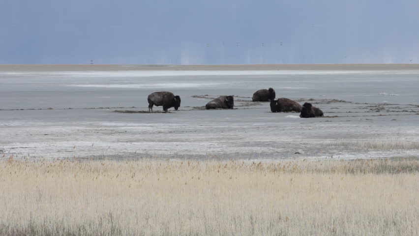 Bison sitting on the shoreline of the Antelope Island State Park.