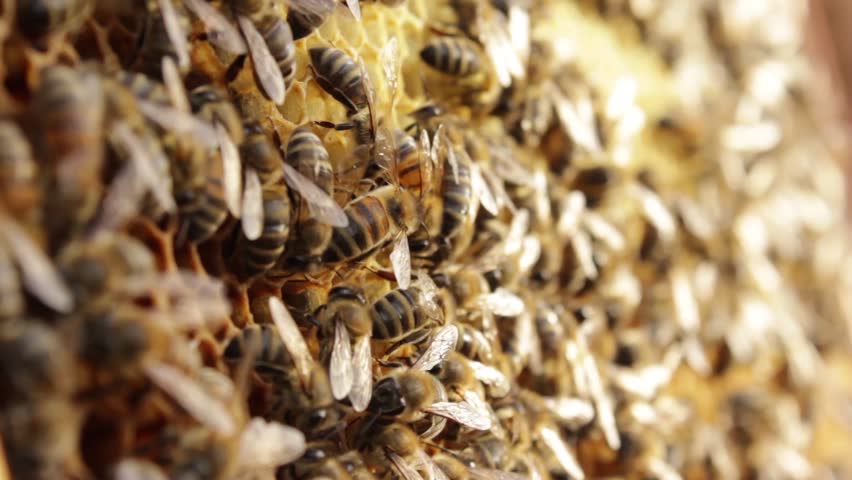 Close shot of bees on honeycomb.
