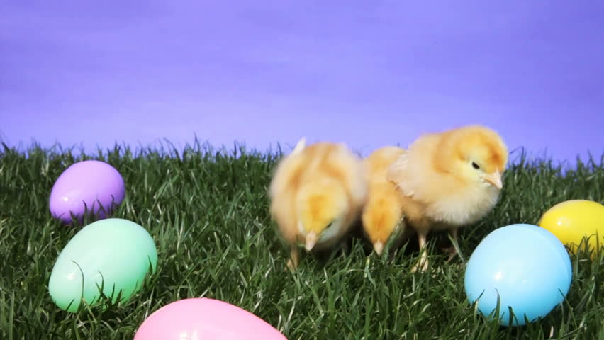 Three young chicks surrounded by Easter eggs
