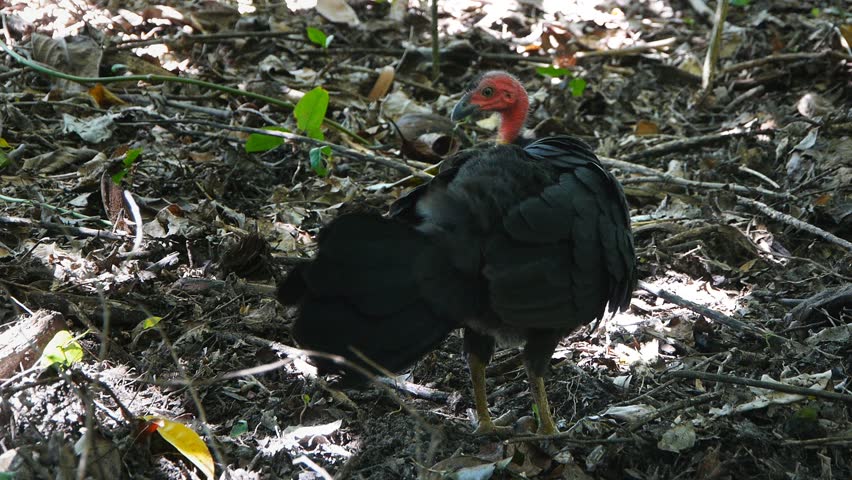a australian brush turkey preens itself