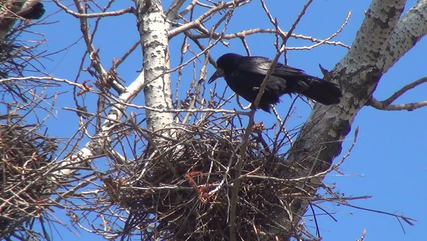 Crow Protecting its Nests, Nestling, Raven Nursing its Eggs, Black Bird