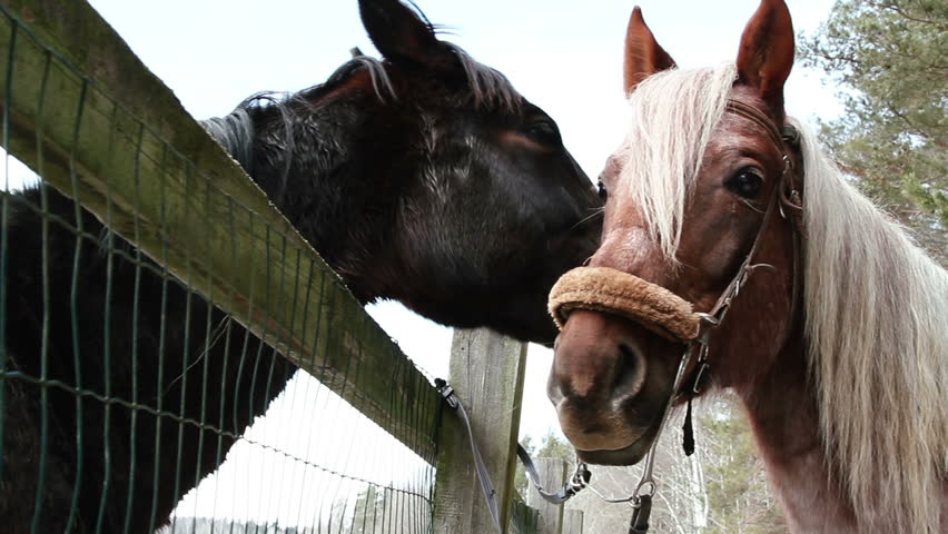 Horses on a ranch - stallion and mare sniffed through the fence