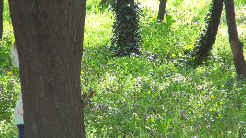 Little Girl Hiding behind Tree, Child Playing Hide and Seek in Forest, Children