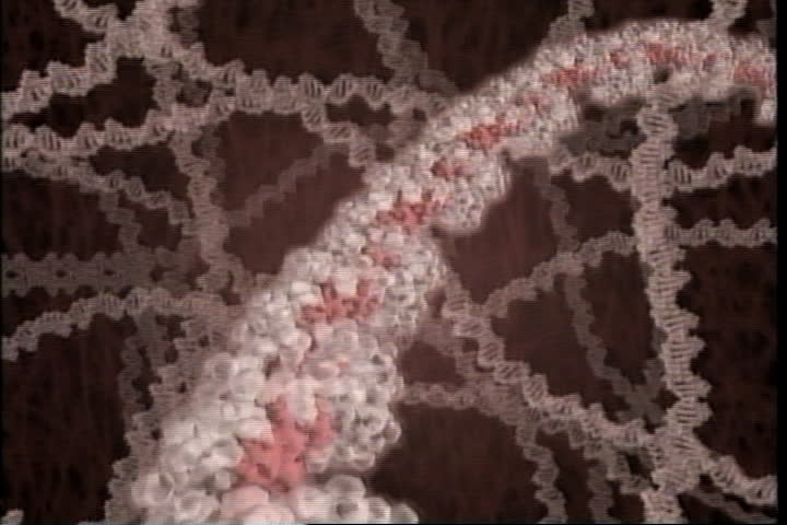 DNA roller coaster with sporadic mutation.