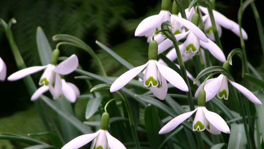 snowdrop