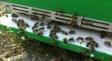 Bees moving in front of there hive