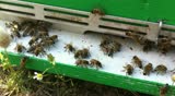 Bees moving in front of there hive