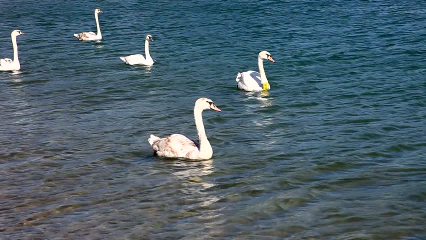 Swan taking off from the blue lake