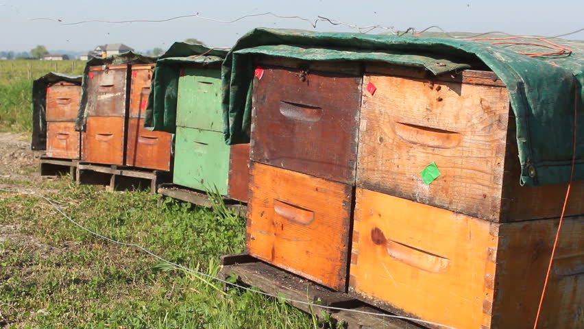 Man-made beehive boxes are lined up beside a Blueberry farm/Man-made Beehive Boxes/An assortment of man-made beehive boxes will be used to pollinate a field of blueberries. 