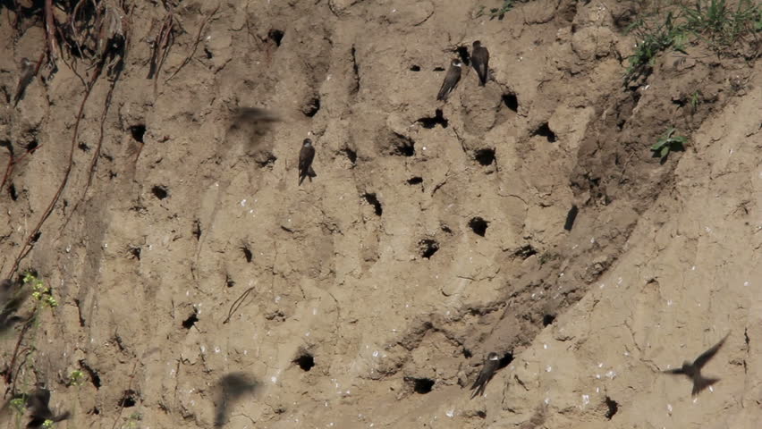 Sand Martin active breeding colony ...(Riparia riparia)