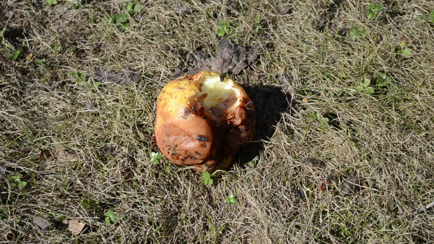bitten and the rotten apple in the yard crawling ants and flies