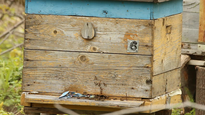 Hive. The bees in the apiary 