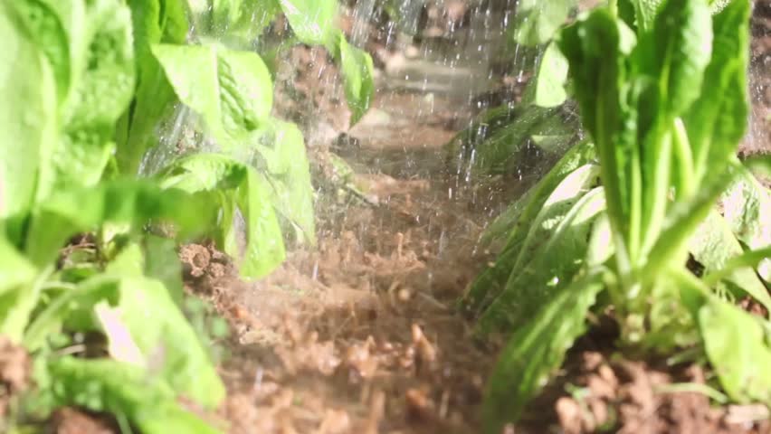 Watering lettuce and tomatos in a garden closeup view Water rain drops on green leaves closeup view Full HD footage sustainability concept for green energy