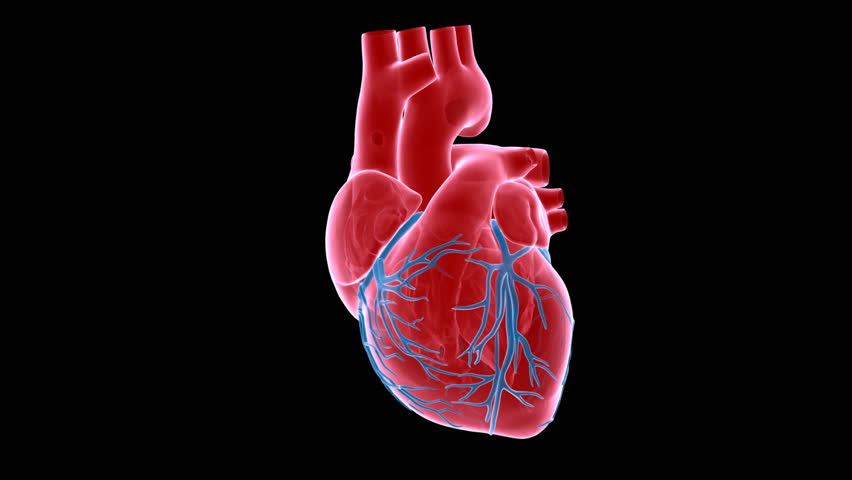 A x-ray human heart with matte