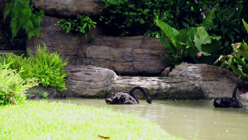Black swan tries to eat something while swimming in the pond. (HD footage with sound)