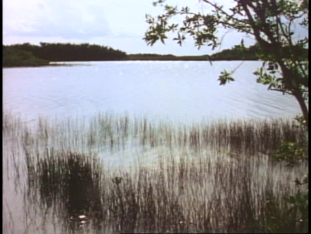 The Everglades, wide shot, pond, reeds, backlighting, silhouette