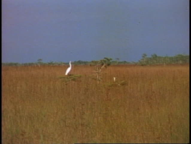 The Everglades, saw grass, bird standing alone, wide shot