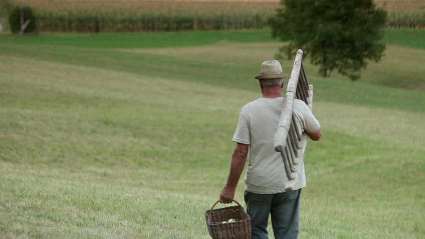 Senior man walking on meadow with a ladder and basket full of apples