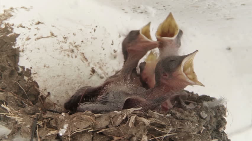 Swallow Chicks Fed in Slow Motion Medium Shot.