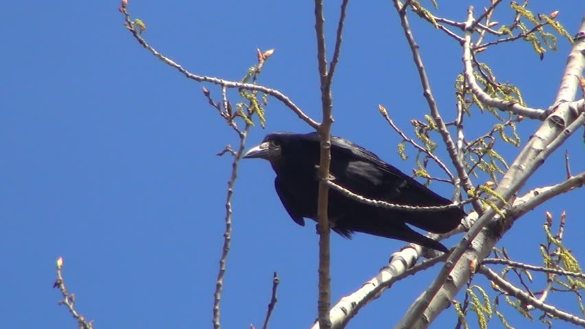 Crow Sitting on a Bare Branch, Crowing Raven in Tree, Black Bird