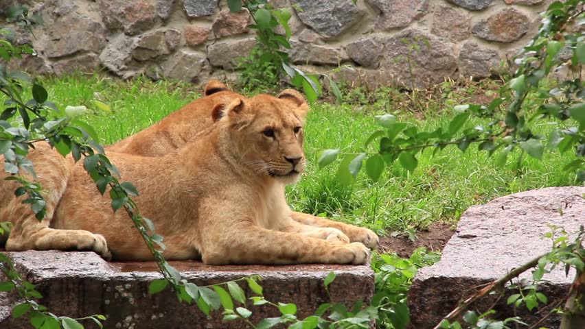African lions in zoological garden
