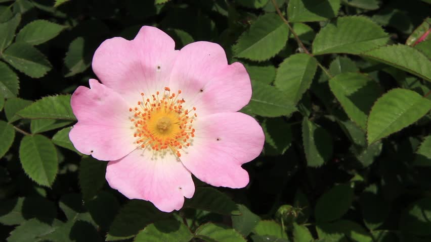 Pink flower