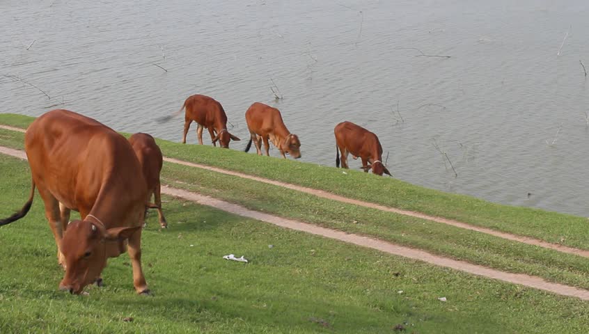cow