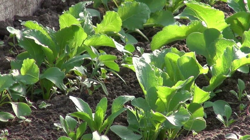 fresh spring radish sprouts in primitive farm greenhouse