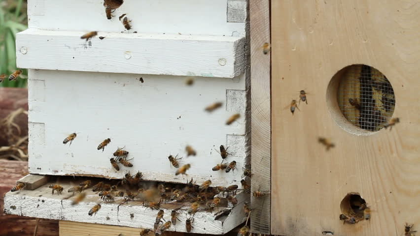 Honey bees fly around the entrance of a Nuc, boxes set up by beekeepers, to nurture thriving populations and produce honey. HD 1080p