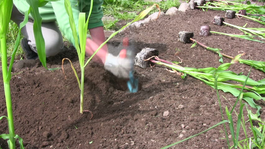 Planting corn/maize