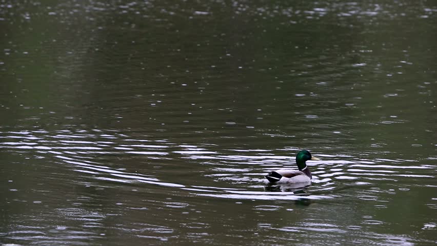 A lone mallard duck swimming in a pond before taking off into flight.