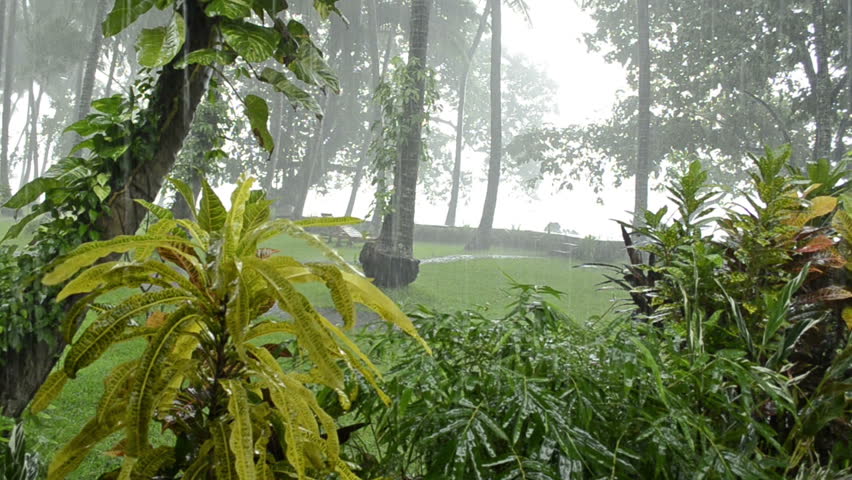heavy rain in tropical forest. rainy season. fern on a trunk with drops falling on it. Bali Indonesia. With audio