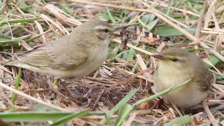two willow warblers divide among themselves a catch