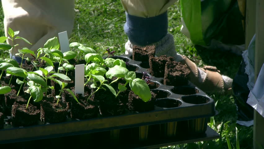 small basil plants,windy