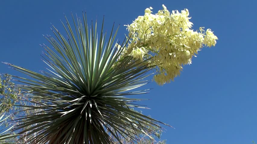 Blooming Yucca. Ethel M Botanical Cactus Gardens, Las Vegas