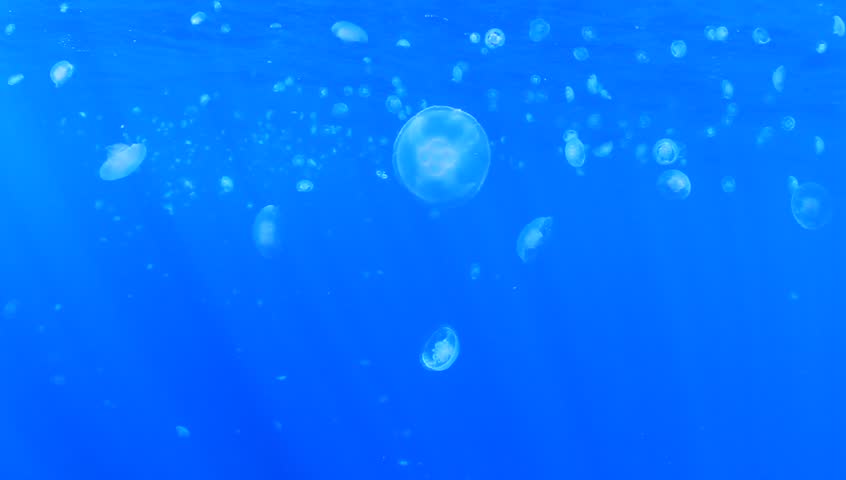 High Definition Video of Moon Jellyfish underwater in ocean