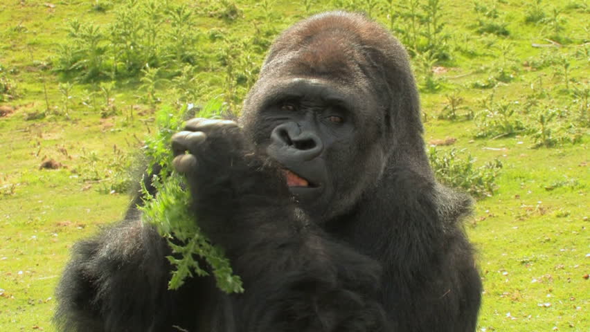 Eat your Greens! HUGE Silver-back Mountain Gorilla tucks into a snack of green foliage.