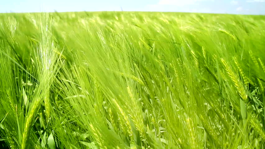 Fresh Grass Field Waved by Spring Wind Nature Background HD